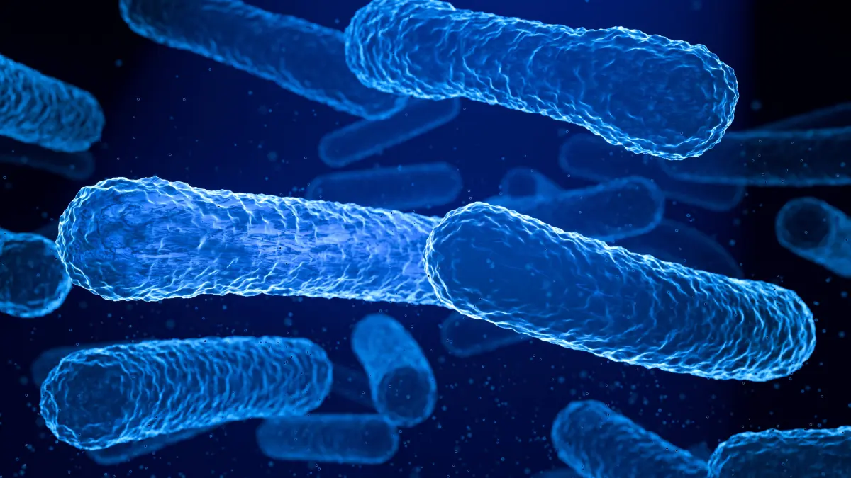 Magenbakterium Helicobacter pylori