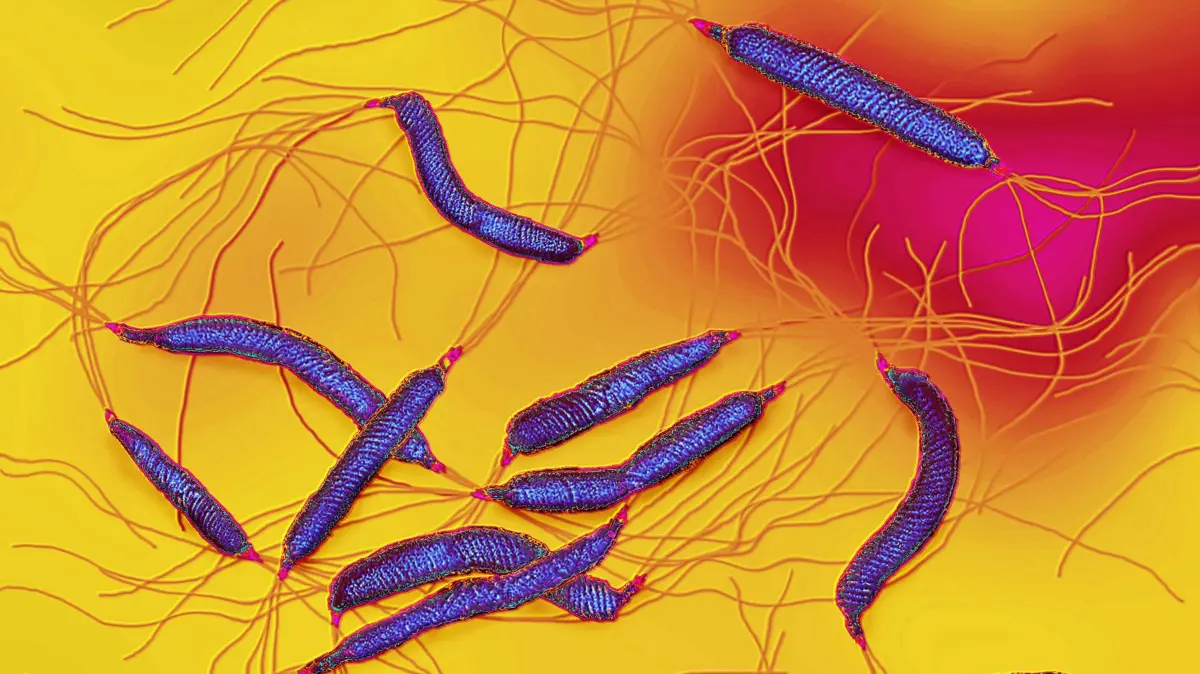 Helicobacter pylori