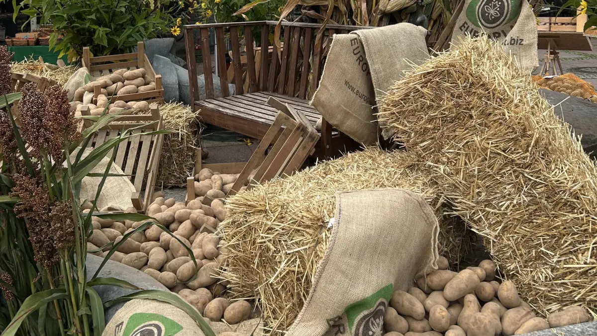 Den Früchten des Herbstes ist der Kartoffelmarkt in Neuenburg gewidmet.