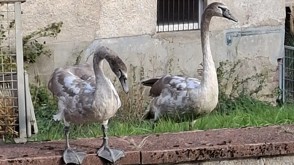 Das junge Schwanenpaar