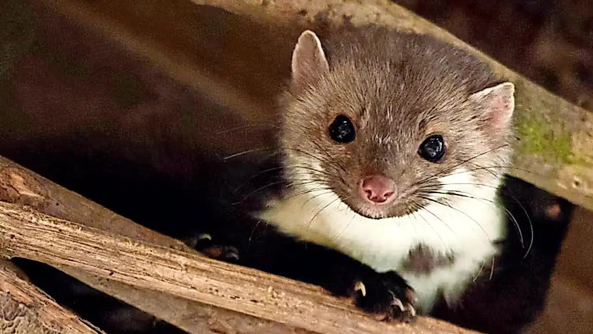 Steinmarder können sehr gut klettern und über zwei Meter weit springen. Sie können also Bäume oder die Pflanzen an der Hauswand nutzen, um ein Schlupfloch ins Haus zu finden