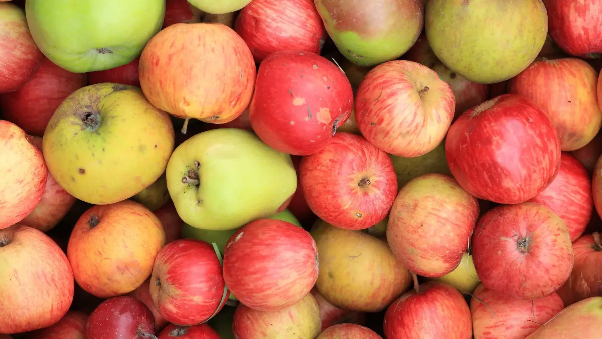 Äpfel: ARCHIV - 03.09.2026, Sachsen-Anhalt, Langenstein/Osterholz: Äpfel der alten Sorte Oldenburg liegen in einer Obstkiste. (zu dpa: «400 Kilo Äpfel gestohlen – Polizei sucht Diebe») Foto: Matthias Bein/dpa +++ dpa-Bildfunk +++