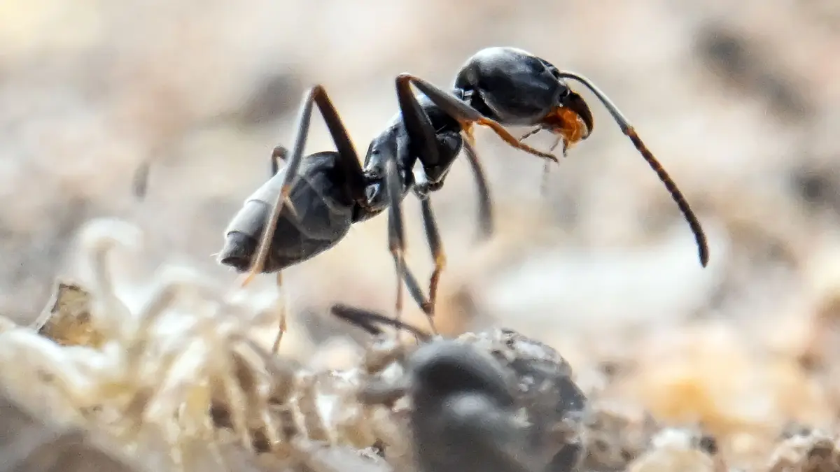 ARCHIV - 31.03.2025, Baden-Württemberg, Schutterwald: Die invasive Große Drüsenameise ist an ihrer tiefschwarzen Farbe und der enormen Koloniebildung zu erkennen. (zu dpa: «Dutzende Hinweise auf Große Drüsenameise») Foto: Uli Deck/dpa/dpa-tmn +++ dpa-Bildfunk +++
