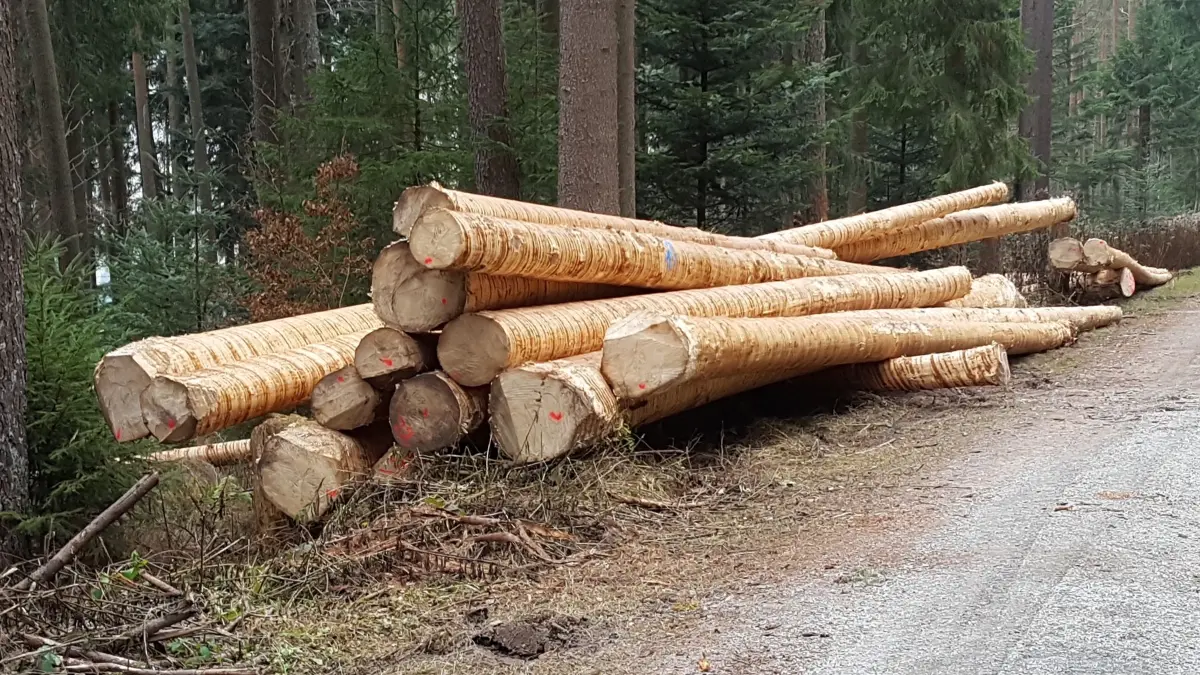 Die Holzernte spült Wörnersberg Geld in den kommunalen Haushalt.