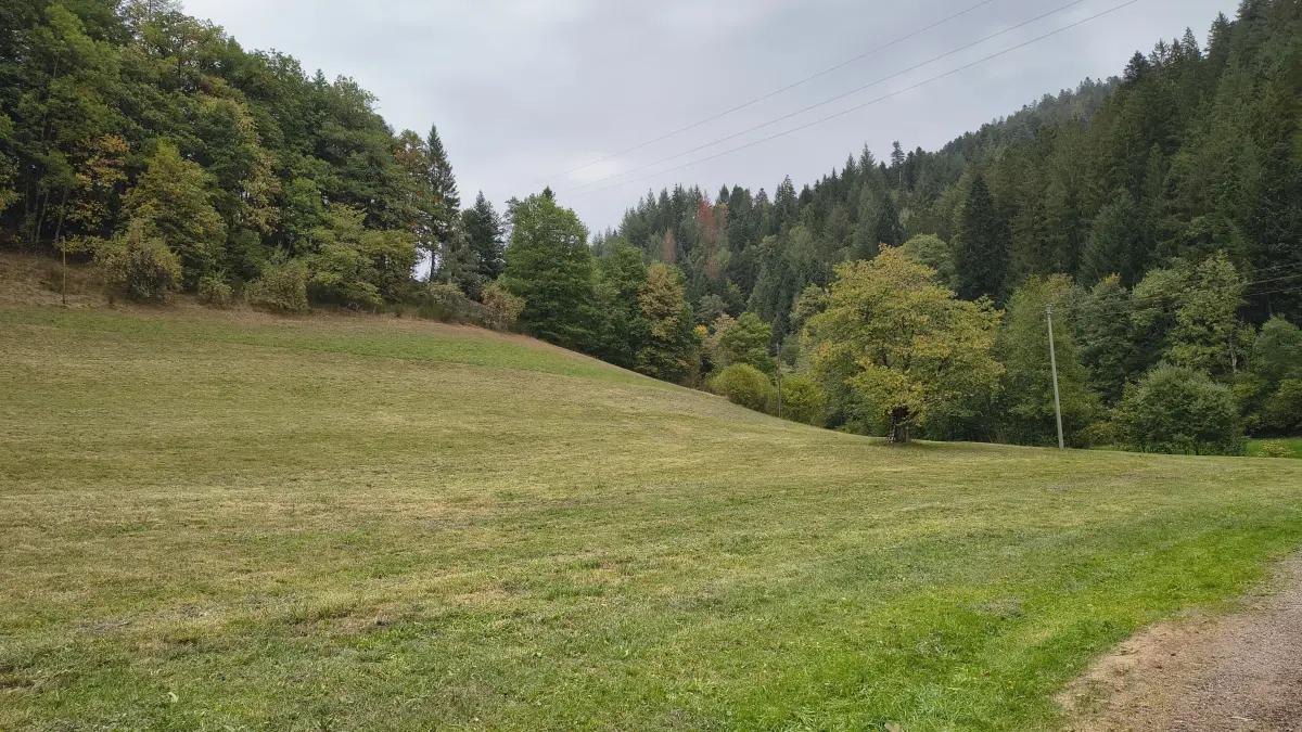 Bild zeigt eine Wiesenfläche entlang des Kaltbrunner Bachs.