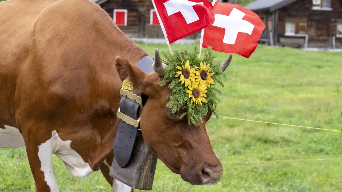 18.08.2026, Schweiz, Urnerboden: Geschmückte Kühe kommen von den Bergalmen hinunter. Rund 40 Alpfamilien ziehen bei der "Bodäfahrt" mit über 1000 Stück Vieh von den höheren Weiden in 1600 Meter bis 2000 Meter Höhe am Klausenpass für die nächsten vier Wochen auf die tiefer gelegenen Alpen bei Urnerboden auf 1370 Meter Höhe. Foto: Urs Flueeler/KEYSTONE/dpa +++ dpa-Bildfunk +++