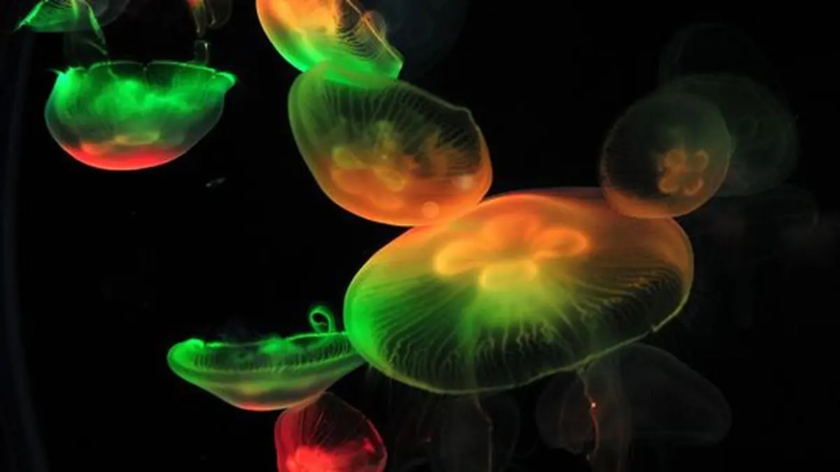 Quallen leuchten in einem Aquarium: Die Gene von Quallen und Algen erlauben es, Hirnzellen per Licht zu steuern. Optogenetik heißt das