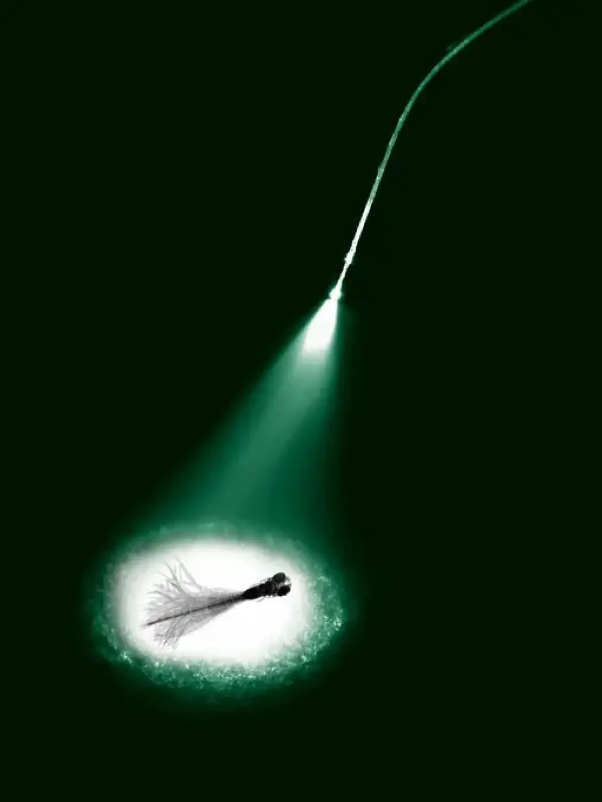 In Nervenzellen eingebrachte, lichtempfindliche Proteine können per Licht aktiviert oder deaktiviert werden. Die Fotomontage zeigt, dass Forscher mit Hilfe der Optogenetik zum Beispiel in jungen, nahezu durchsichtigen Zebrafischen Zusammenhänge zwischen Nervenzellaktivität und Verhalten (hier Schwanzschlägen) untersuchen können.