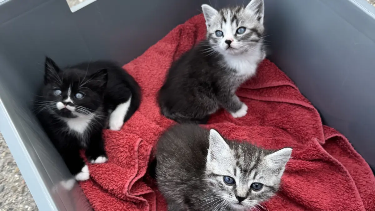 Diese drei kleinen Katzen wurden am Samstag in einem Regionalzug von Offenburg nach Freiburg ausgesetzt.