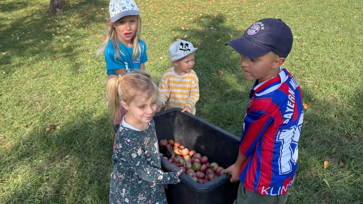 Die Kinder der Wöflings- und Bibergruppe packten bei der Apfelernte gemeinsam an.