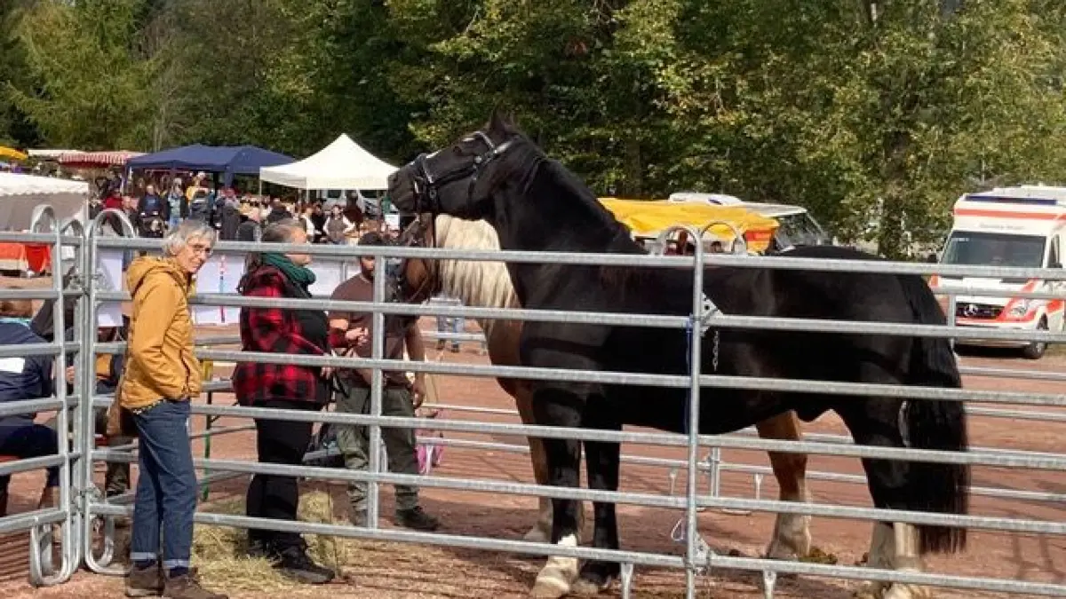 Der Ursprung des Fests miot langer Tradition ist ein Viehmarkt.