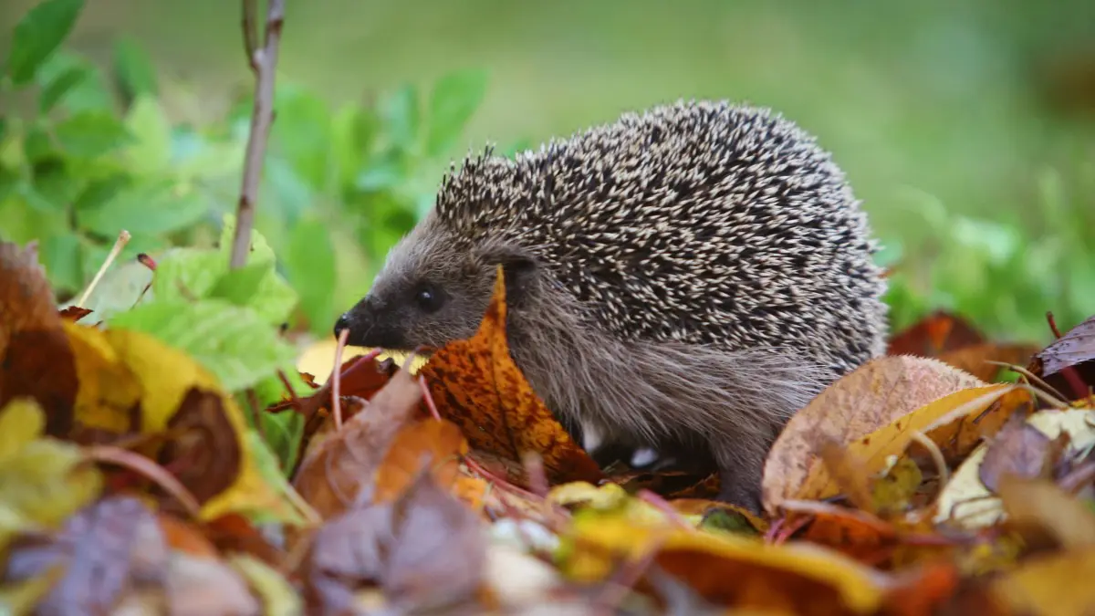 Ein Igel läuft durch einen Garten: Futtersuche vor dem Winterschlaf: Im Herbst fressen sich Igel Energiereserven für die kalte Jahreszeit an. (zu dpa: «Kleiner Igel unterwegs: Wann braucht er Hilfe?»)
