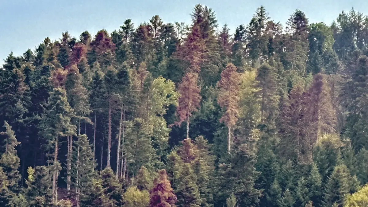 ie Waldbesitzer der FBG Steinach-Welschensteinach erwarten eine große Menge von Käferholz, was sich an den roten Nadelbäumen zeigt.
