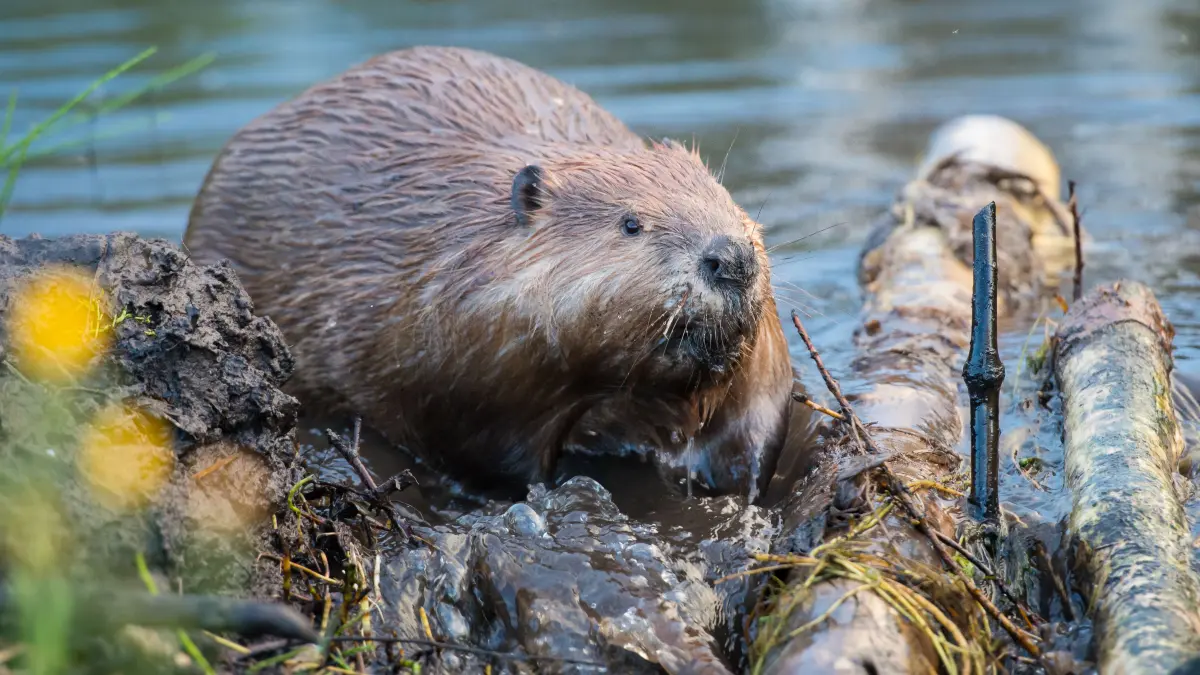 Bei dem vermuteten Biber am Langen Weiher handelt es sich wohl um ein Jungtier, welches aktuell auf der Suche nach einem eigenen Revier ist.