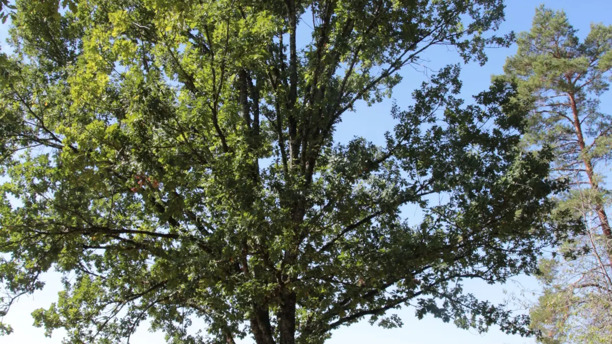 Zu einem stattlichen Baum hat sich die Einheits-Eiche in Hägelberg entwickelt.