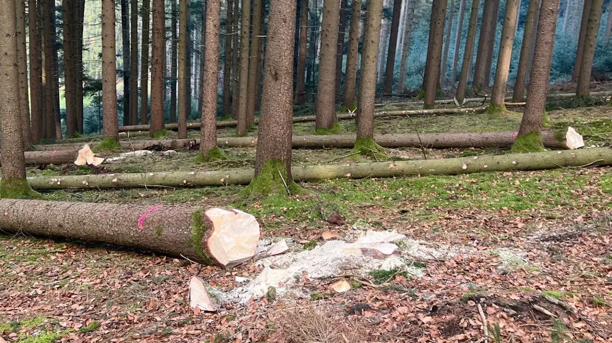 Holzernte