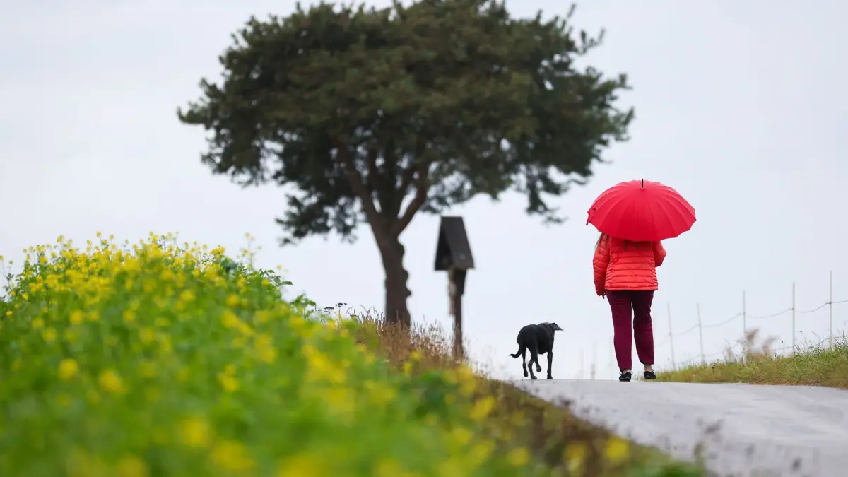 Frau geht im Regen mit ihrem Hund spazieren: Bei Regen oder Sonnenschein: Tägliche Spaziergänge helfen dem Körper, sich besser an Temperaturwechsel zu gewöhnen. (zu dpa: «So kühl und nass wird der letzte Tag der Woche im Südwesten»)
