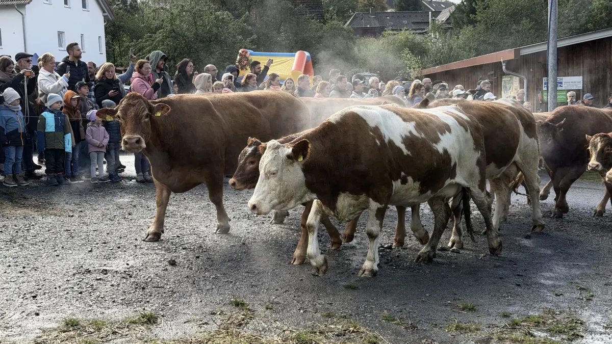 Dampfend und schnaubend erreichten die Tiere den Schwalbenhof