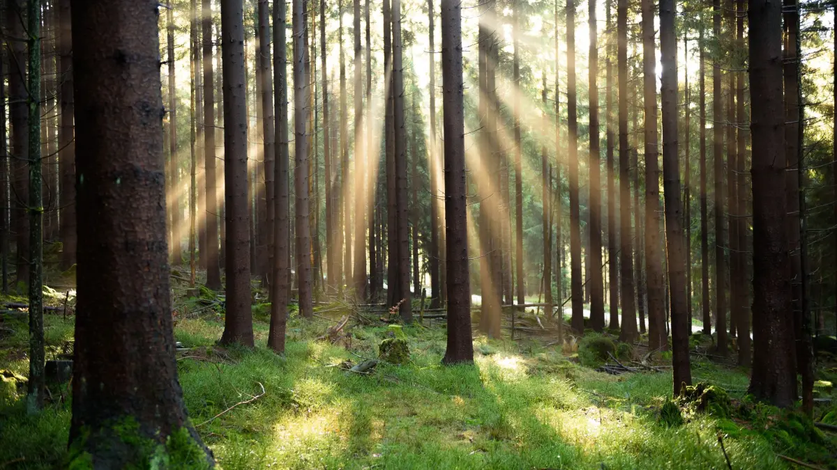 Staatsforsten: Sonnenstrahlen beleuchten den Wald auf dem «Nußhardt». Gut ein Drittel von Bayern ist von Wald bedeckt. Für das Klimawald-Programm der Staatsregierung haben die Bayerischen Staatsforsten in den vergangenen Monaten 1,5 Millionen neue Bäume gepflanzt. (zu dpa: «Klimawandel: Staatsforsten stocken Risikovorsorge auf»)