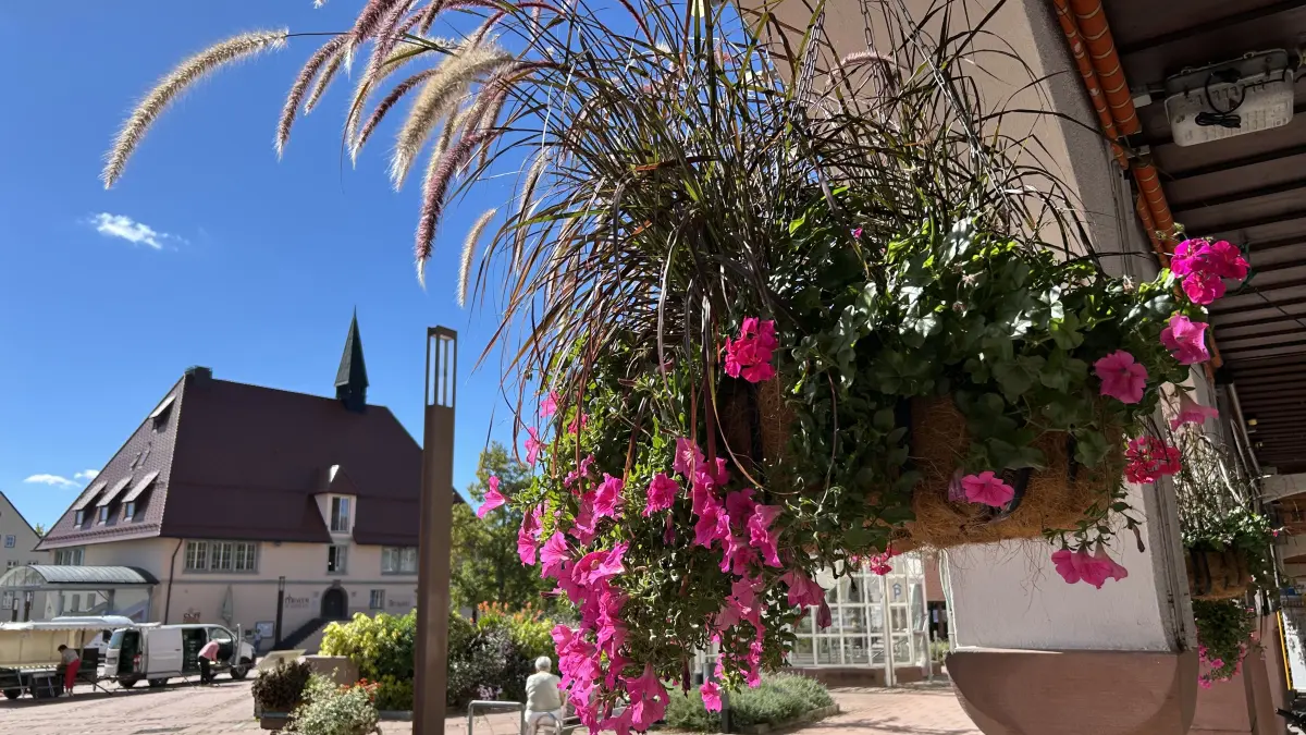 In diesem September blühten die Sommerpflanzen noch mal richtig auf