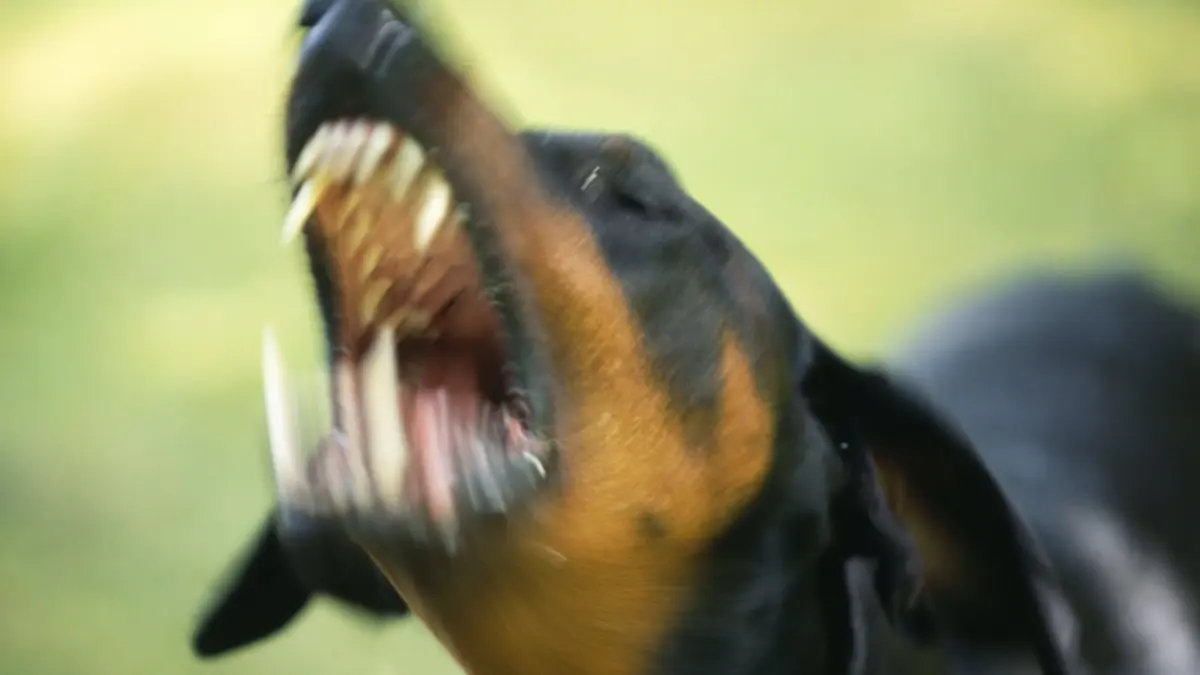 DOG - Dobermann / Doberman Pinscher, aggressive PUBLICATIONxINxGERxSUIxAUTxONLY Copyright: JohnxDaniels 10744220