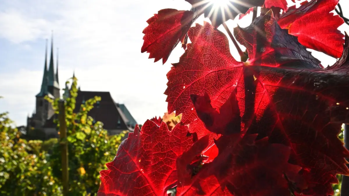 Herbstwetter in Thüringen: 14.10.2026, Thüringen, Erfurt: Die Herbstsonne scheint auf rotes Weinlaub an Mariendom und Severikirche. Mildes Herbstwetter herrscht über die Wochenmitte hinaus, am Wochenende erwarten die Meteorologen wieder eine Abkühlung. Foto: Martin Schutt/dpa +++ dpa-Bildfunk +++