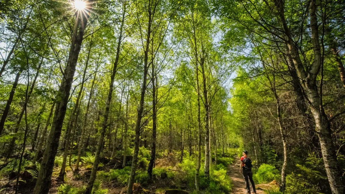 Im Birkenwald.