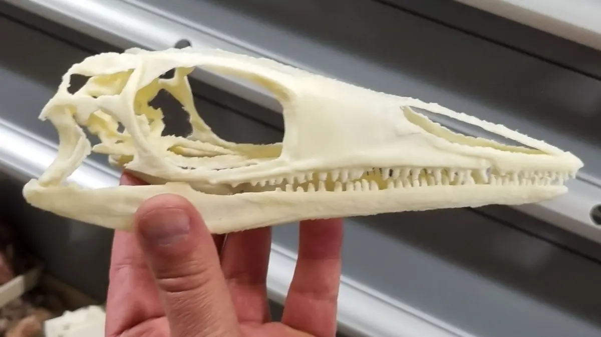 Dieser Schädel eines Eocyclotosaurus woschmidti wurde im Rotfeldener Steinbruch Gössen entdeckt.