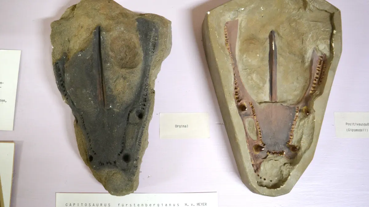 Der Gaumenabdruck eines in Herzogenweiler gefundenen fossilen Krokodils liegt in der Vitrine der Fürstenberg-Sammlungen in Donaueschingen.
