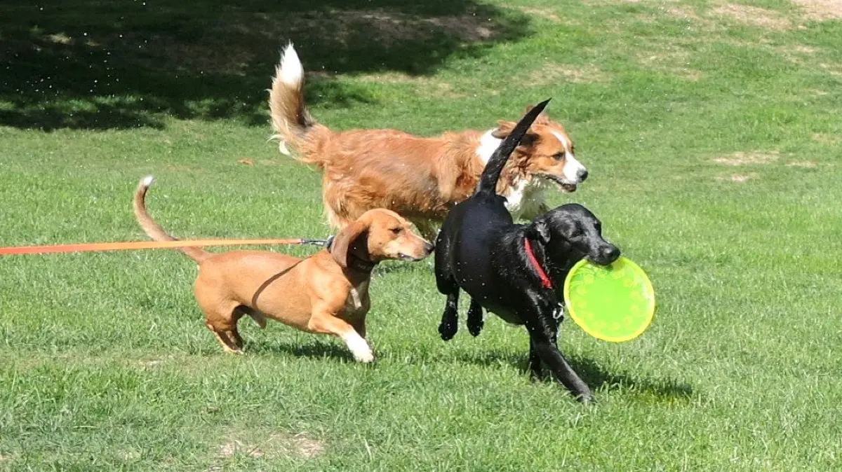 Die Zahl der Hundehalter in Hornberg geht zurück.