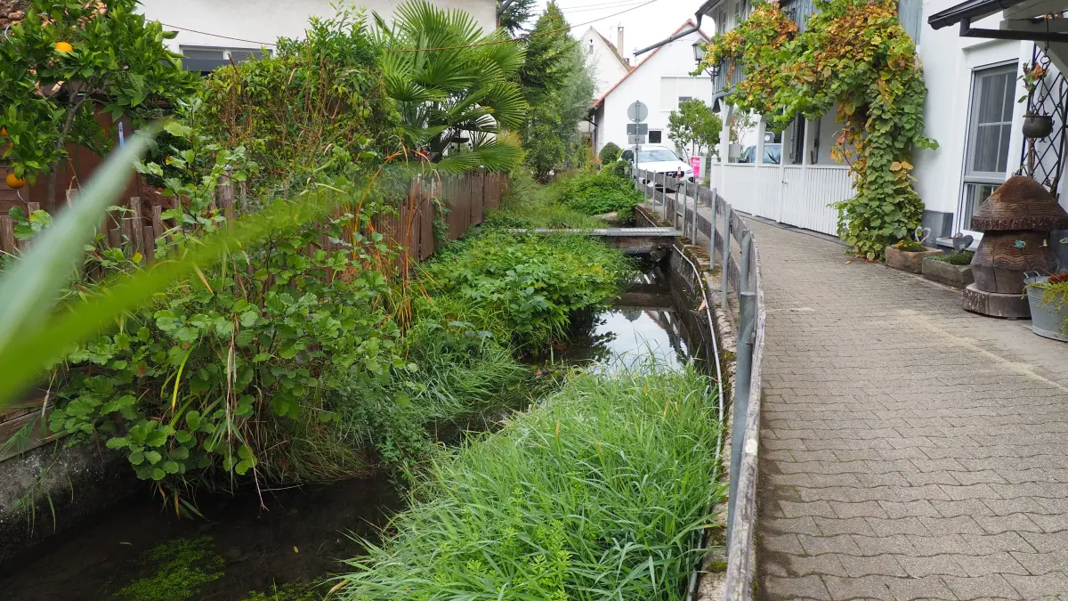Der Mühlibach führt derzeit wieder Wasser. Dämme hatten ihn trockenfallen lassen.