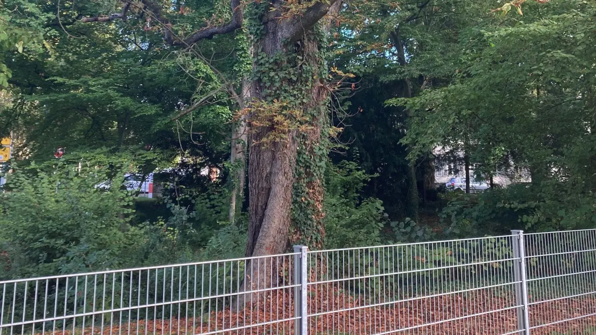 Kastanie im Werderpark Lahr