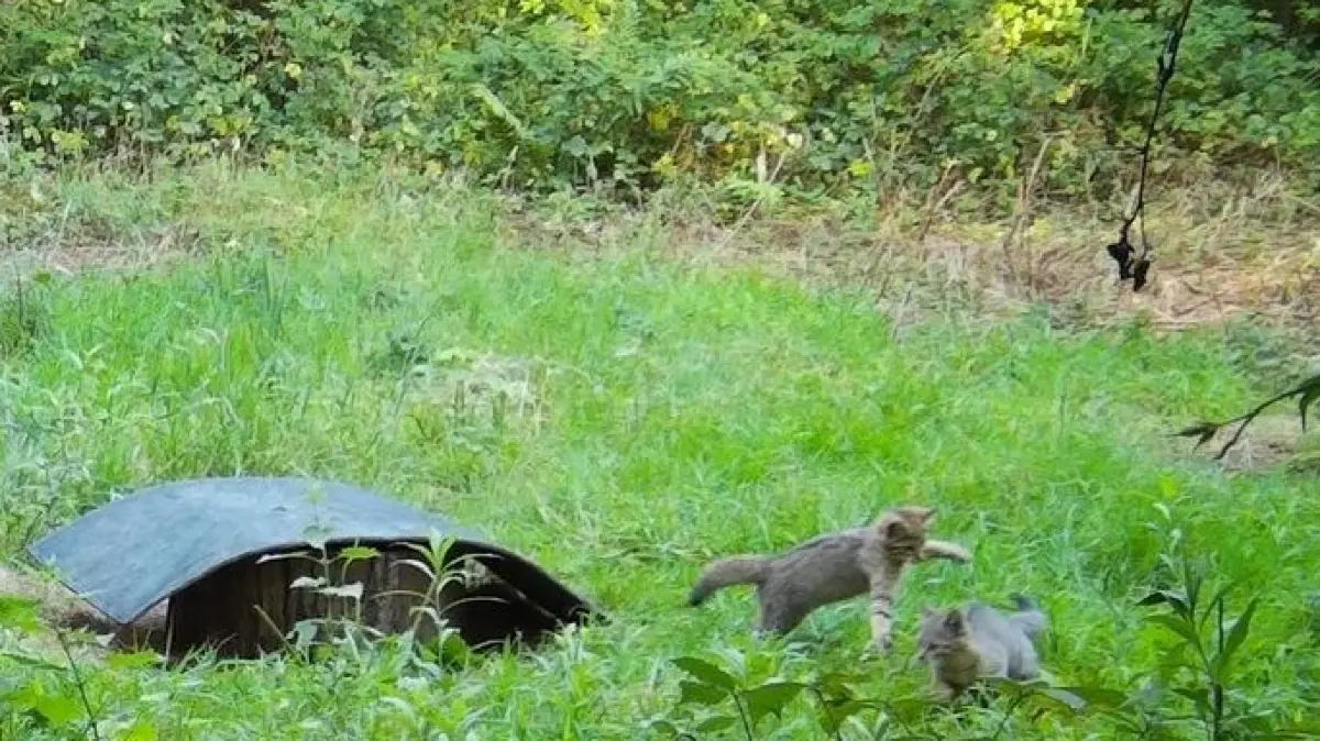 Von der Fotofalle bei Neuried erfasst: Spielende Wildkatzen - oder doch Hybride?