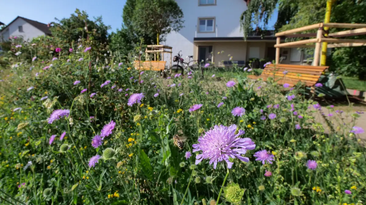 Die Stadt Ettenheim gibt Tipps zum Anlegen einer Wildblumenwiese.