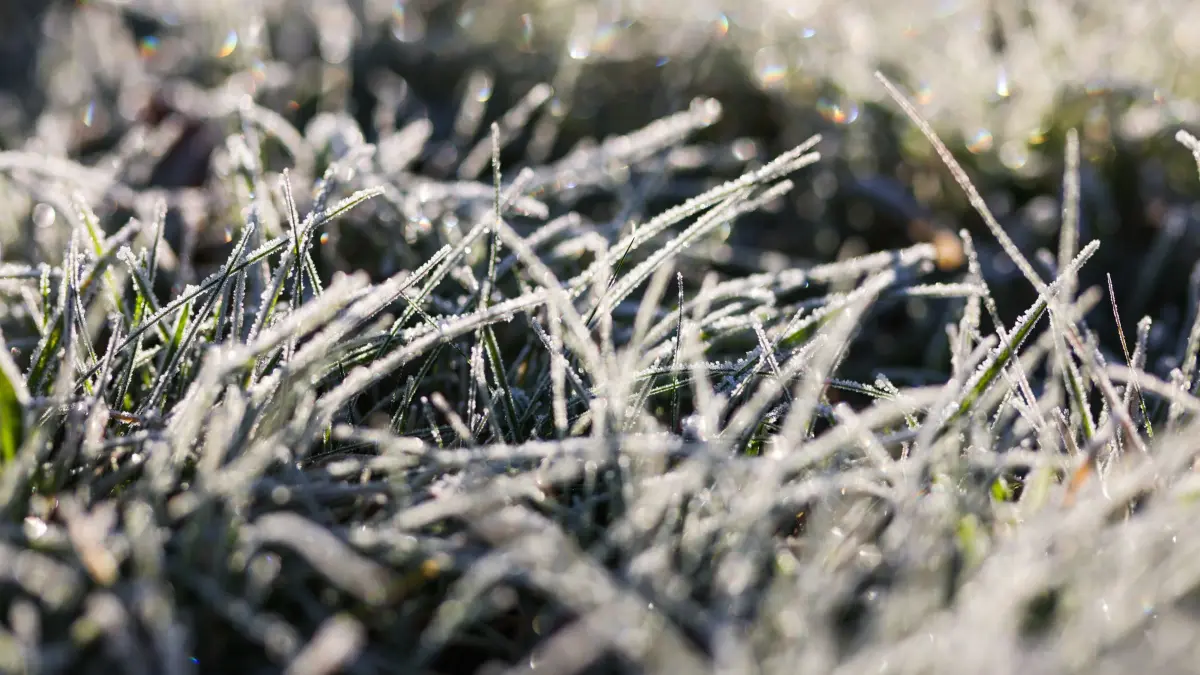 Wetter in Baden-Württemberg: Raureif ist an den Grashalmen auf einer Wiese zu sehen. (zu dpa: «Schnee, Frost und bis 17 Grad - Wo zudem noch Sturm droht»)