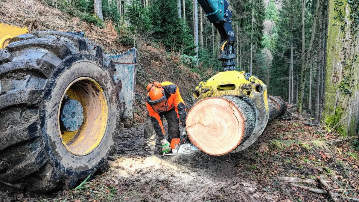 Wolfachs Stadtwald ist artenreich und stabil – allerdings auch älter als der durchschnittliche Wald.