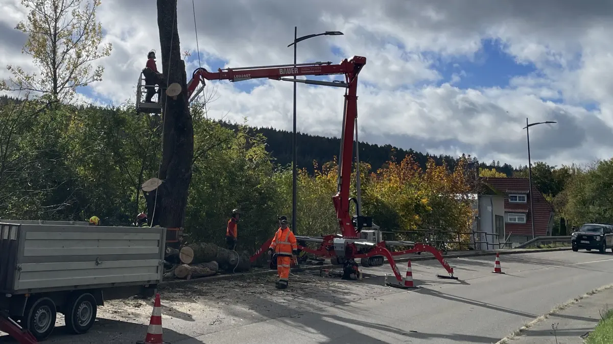 Mit schwerem Gerät rücken die Arbeiter dem Baum zu Leibe.