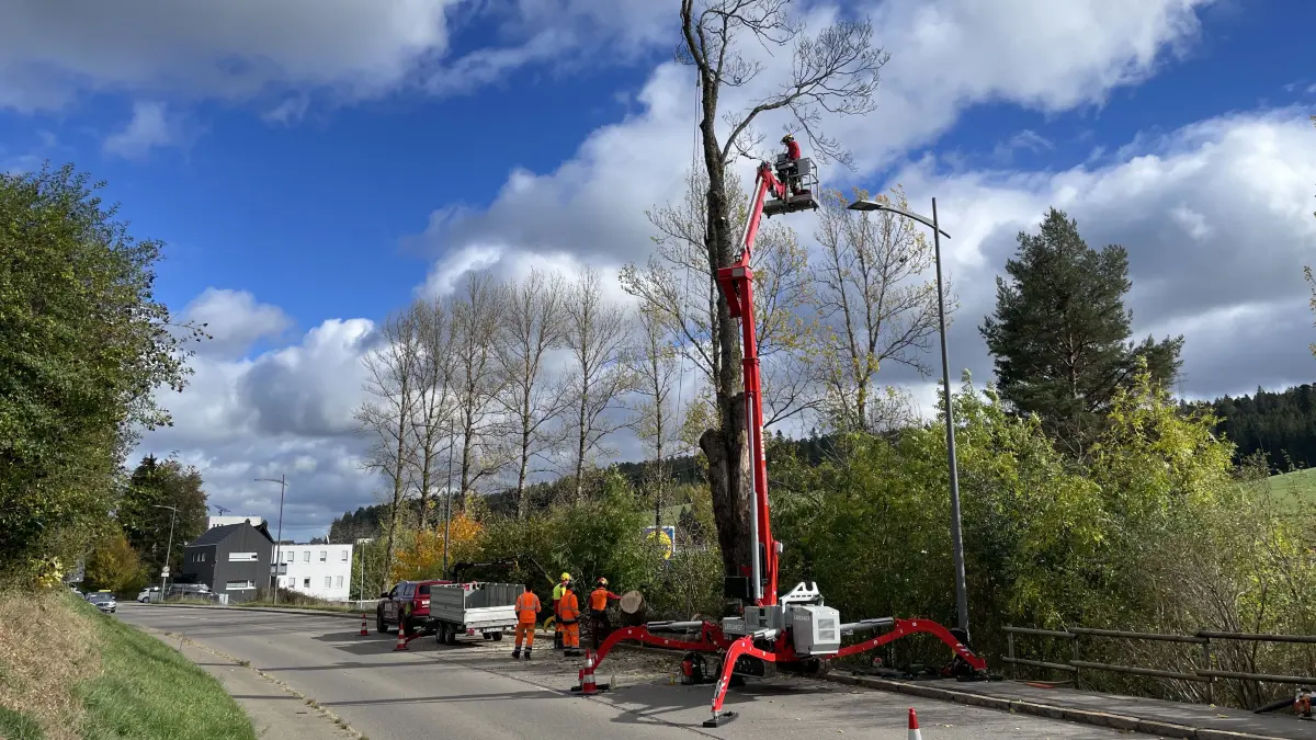 Mit schwerem Gerät rücken die Arbeiter dem Baum zu Leibe.