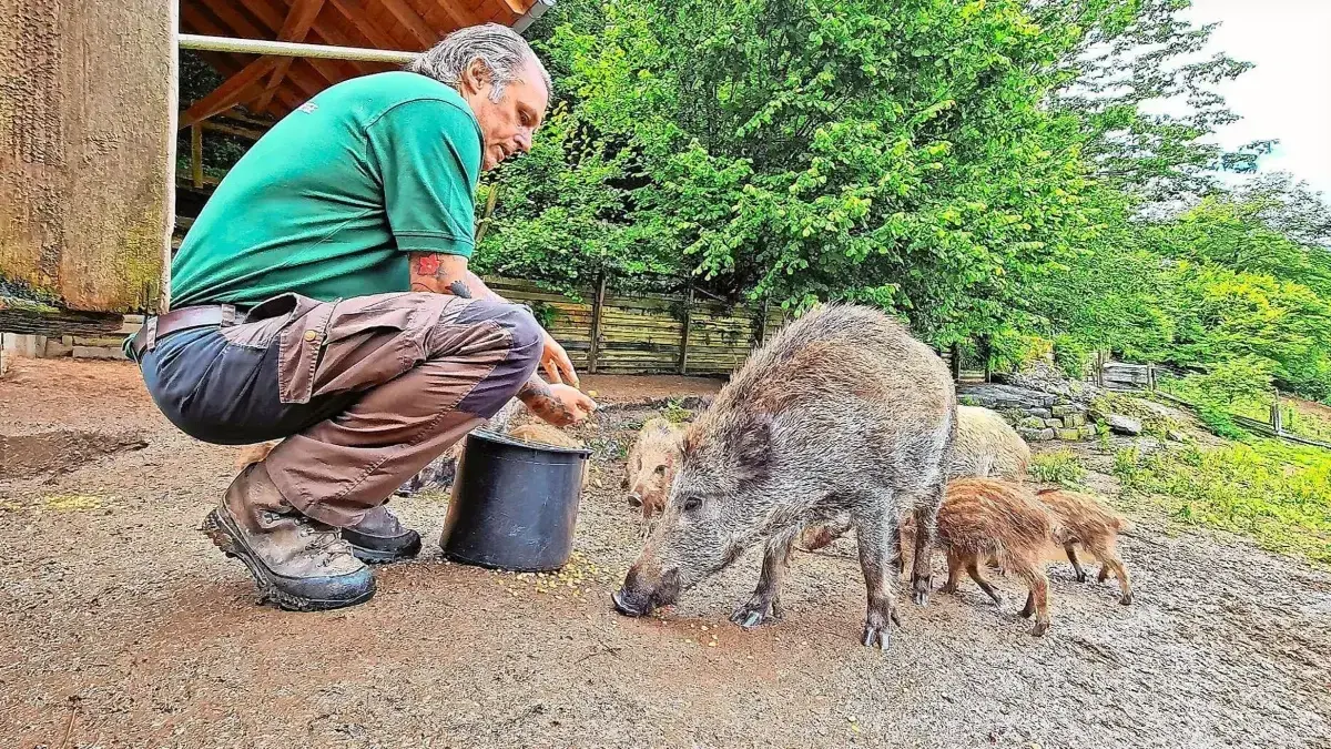 Geht es im Wildgehege weiter? Darüber entscheidet der Zeller Gemeinderat am Montag.