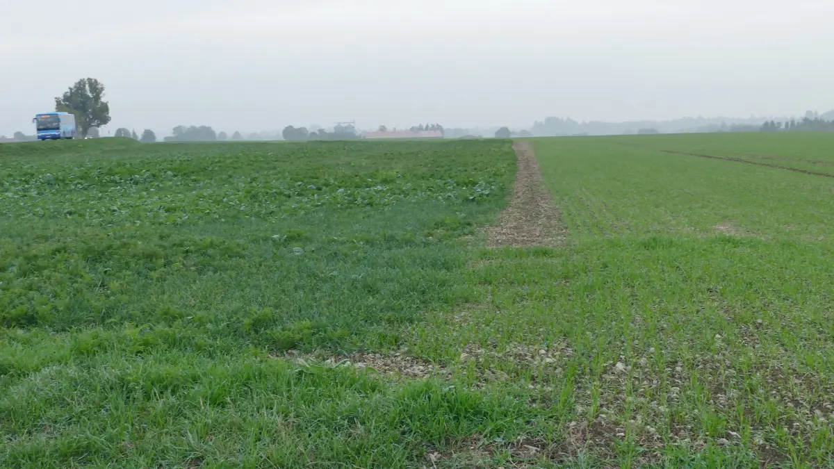 Neben der Kreisstraße zwischen Fürnsal und Dornhan wird eine Agri-Photovoltaikanlage geplant.