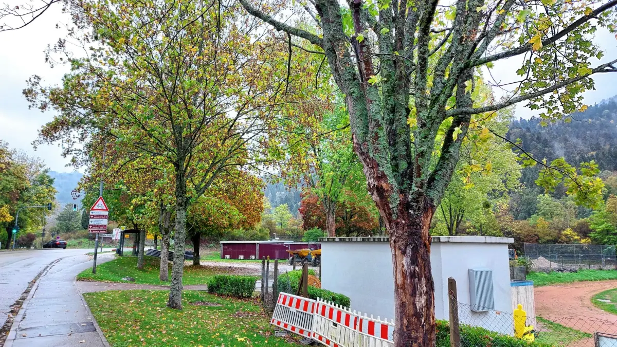 Am Wolfacher Stadion wird einer der Bäume in den nächsten Monaten fallen, auch zwei weitere Bäume an der Realschule sind laut Stadtverwaltung auf der Hiebsliste gelandet.