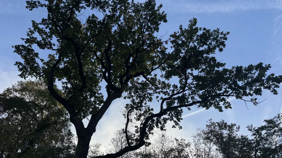 Große alte Eichen, die dem Klimawandel trotzen, gibt es schon im Weiler Wald. Es sollen mehr werden.