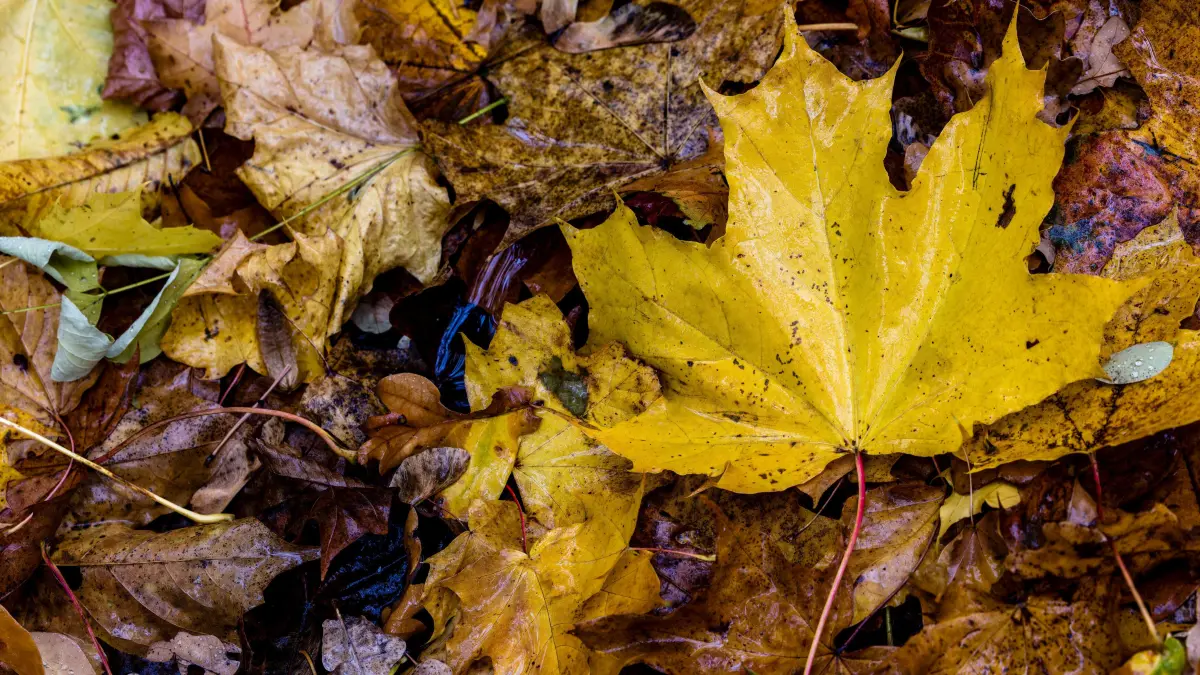 Wetter in Südbrandenburg: Von Bäumen gefallenes, regennasses Herbstlaub liegt am Rand eines Weges.
Im Laufe des Sonntags lassen in Südbrandenburg Wind und Regen nach. Am Nachmittag kann sich bei Temperaturen um 10 Grad Celsius auch die Sonne blicken lassen.