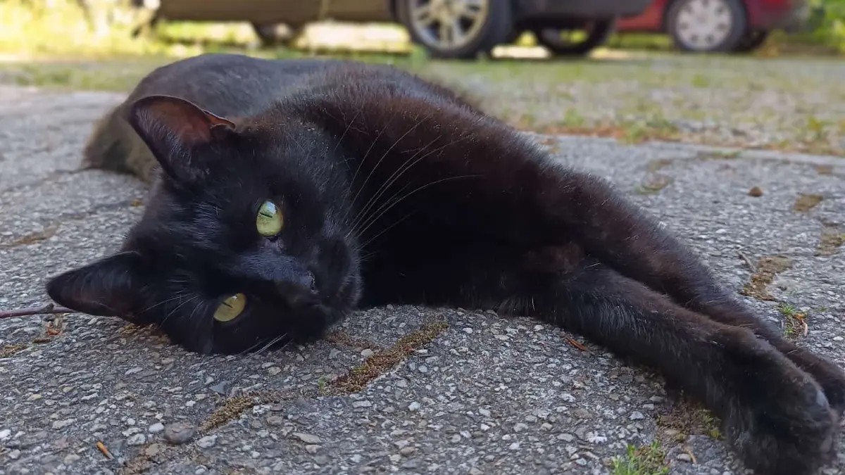 Kater Dobby durfte nur sechs Jahre alt werden. Am Freitagabend wurde er das letzte Mal lebend gesehen.