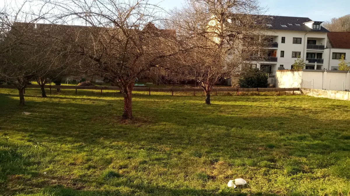 Diese Obstwiese soll dem Dorfplatz weichen, der im Zuge der Neuen Mitte Wyhlen an der Gartenstraße geplant ist.