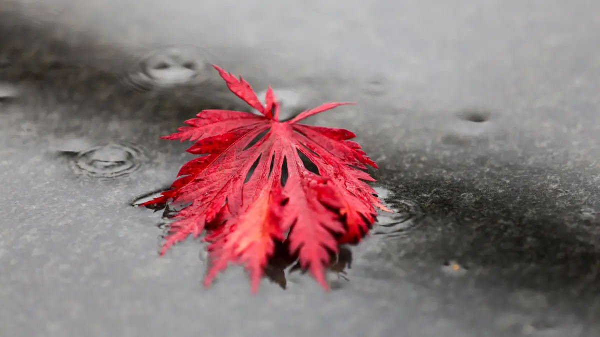 Wetter im Norden: Ein Ahornblatt liegt im Regen in einer Pfütze (zu dpa: «Regnerische Herbstwoche im Norden erwartet»)