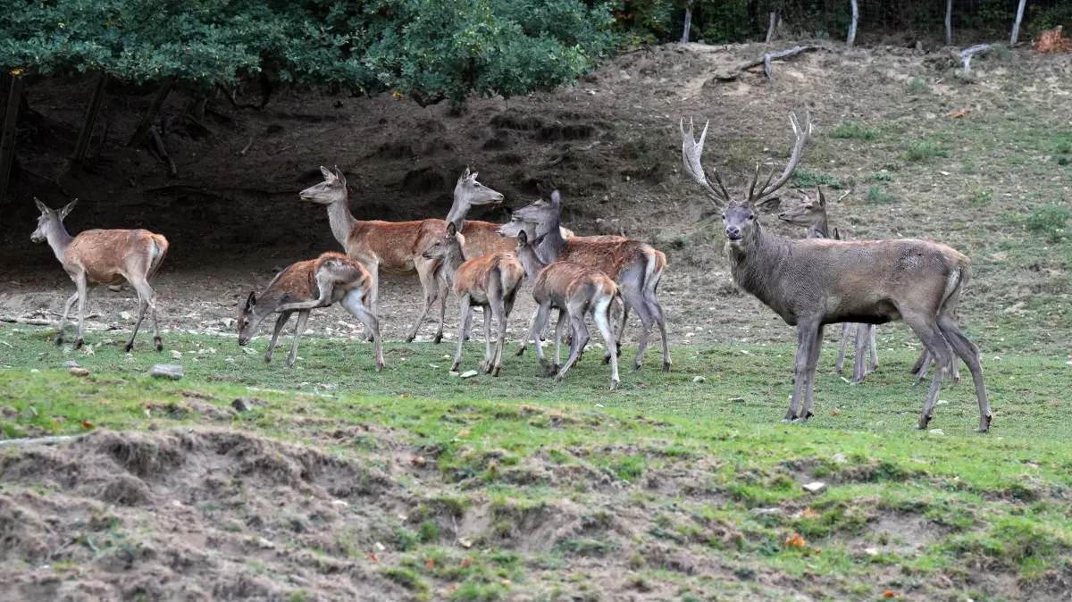 Das Wildtiergehege ist ein beliebter Anlaufpunkt in Zell.