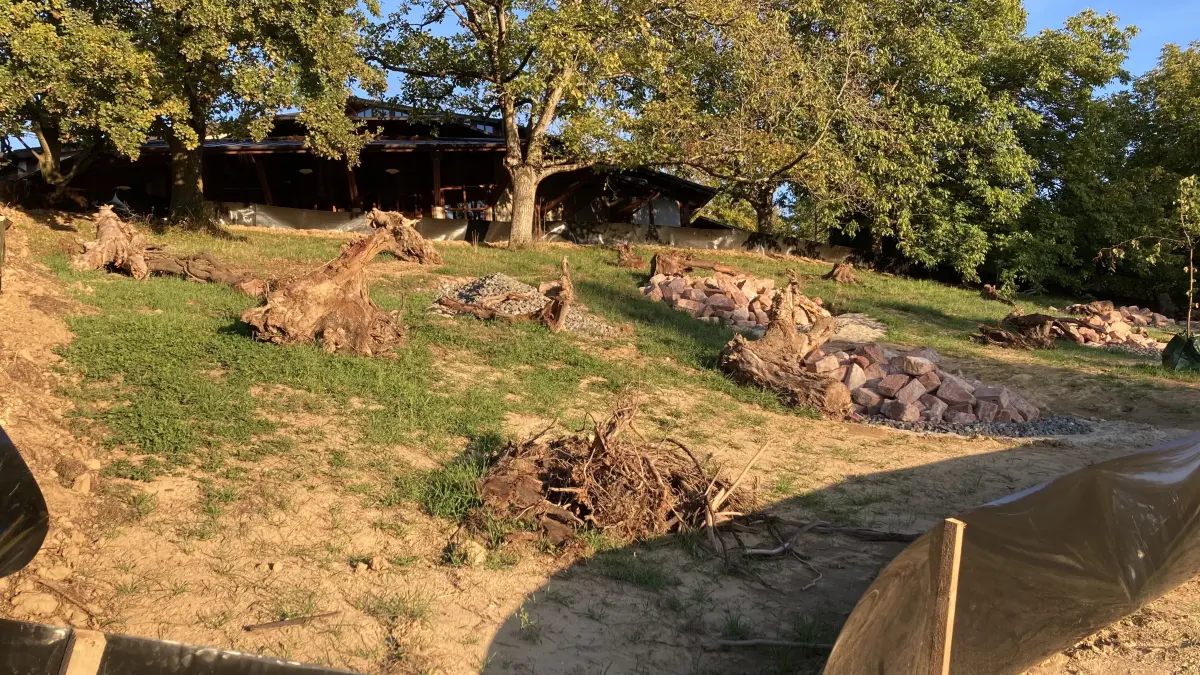 Ein Eidechsenhabitat am Südwesthang an der Sternenberghalle in Friesenheim