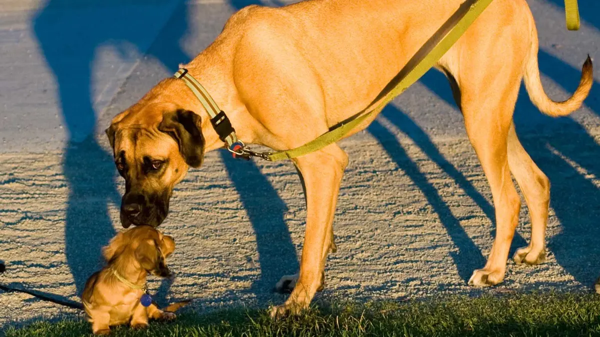 Dass große Hunde meist früher sterben als kleine, ist schon lange bekannt.