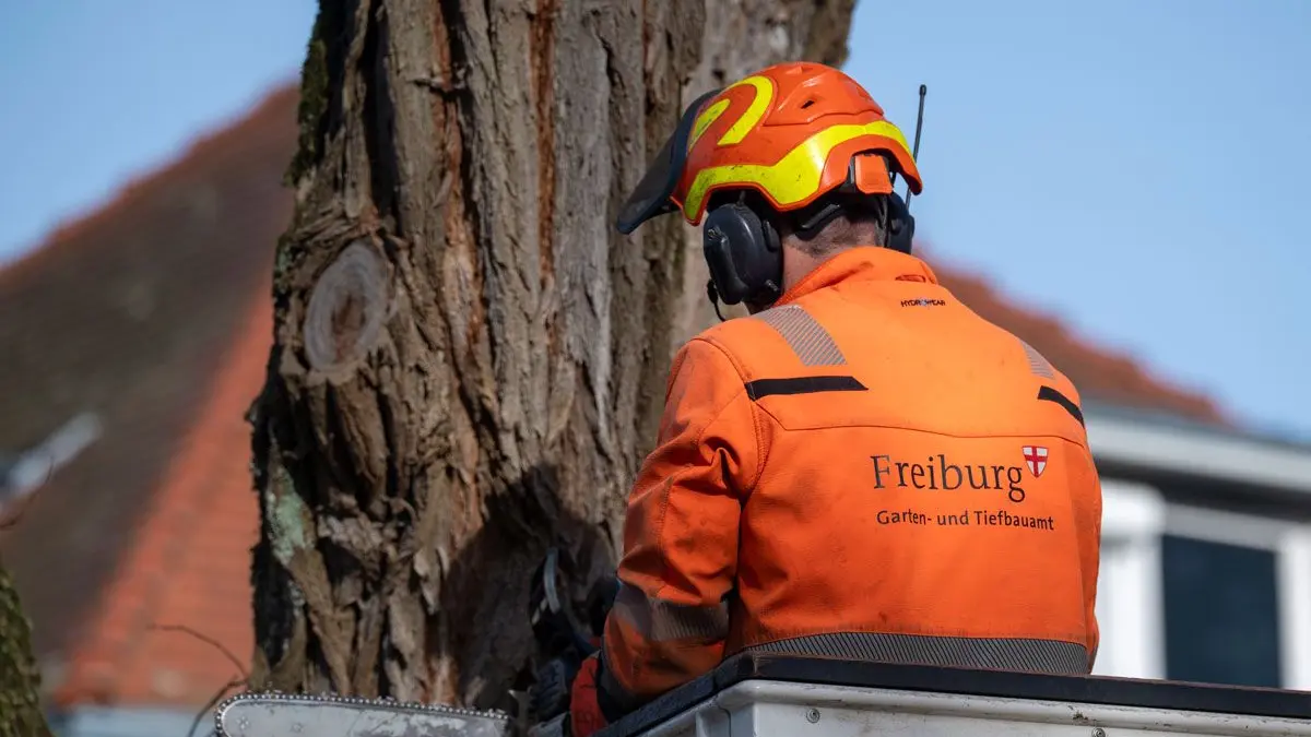 Die Stadt Freiburg muss rund 300 Bäume fällen.
